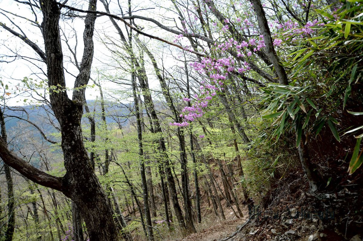 雲取山　日帰り登山